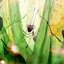 Green Leaf 50 Satchets Of Green Leaf Cockroach Killing Powder – Osta
