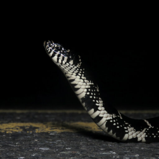 Discovery of a New Species of Enigmatic Odd-Scaled Snake