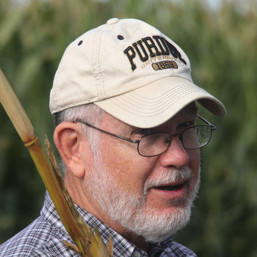 Short Husks & Exposed Ears (Purdue University)