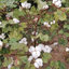 PDF) High day and night temperatures impact on cotton yield and  quality-current status and future research direction