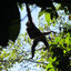 Macaco-aranha, Ateles paniscus (foto: Sarah Boyle)