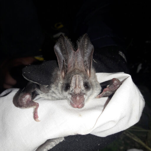 DarkCideS 1.0, a global database for bats in karsts and caves