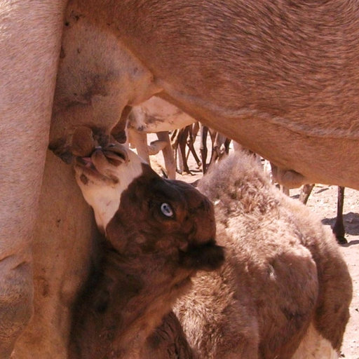 What Are The Adaptations Allowing The Camel To Withstand Dry Hot Environments Long Watering Intervals And Prolonged Drought