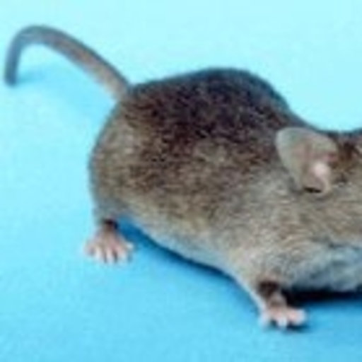 mouse marinière