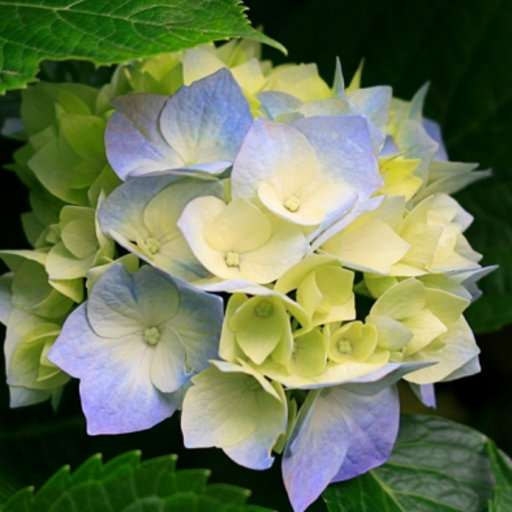 jiafei flower