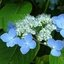 Top Ten Hydrangea Petiolaris Bunnings