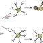 Chemical and genetic rescue of an ep300 knockdown model for Rubinstein Taybi  Syndrome in zebrafish - ScienceDirect