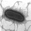 E. coli a péniszben