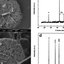 Surface microstructure of magnets: a, b blank magnets(700 °C); c, d Pr