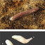 Two new species of Neotropical land flatworms (Platyhelminthes:  Continenticola) occurring in ferruginous and limestone caves - ScienceDirect