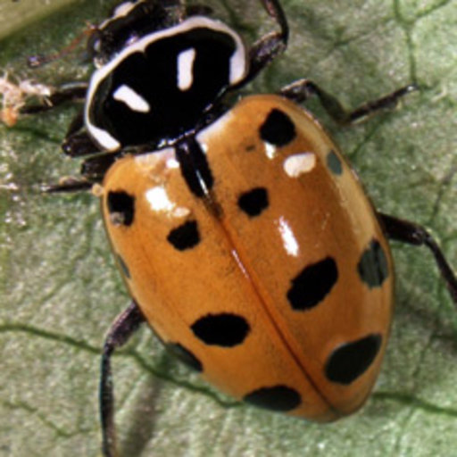 Mahdi KABIRI | Phd student | Phd student of entomology | University of ...