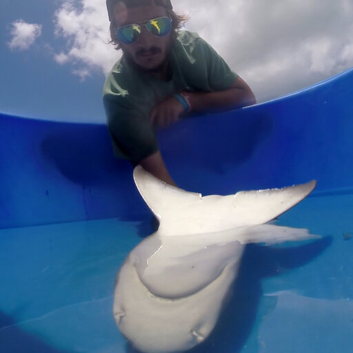 Blue shark (Prionace glauca) tagged from the boat with a harness