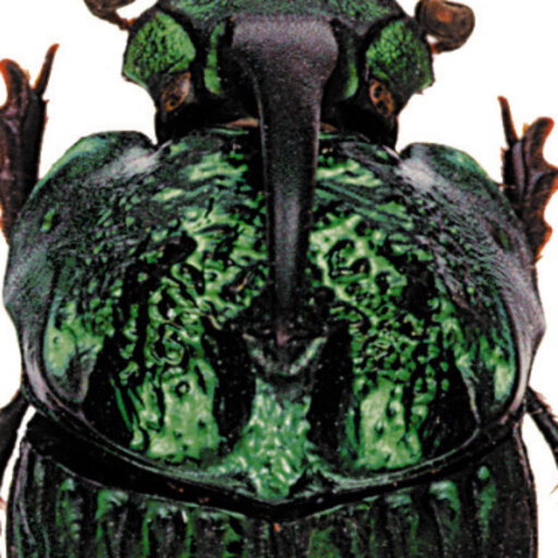 Aedeagus lateral view: 90, 92, 94, 96, 98, 100; parameres dorsal view