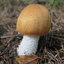 Taxonomic reconsideration of Tricholoma foliicola Agaricales