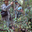 Size and crown shape predict reproductive maturity of Carapa guianensis in  upland and floodplain forests in the northeastern  - Angulo  Villacorta - Biotropica - Wiley Online Library