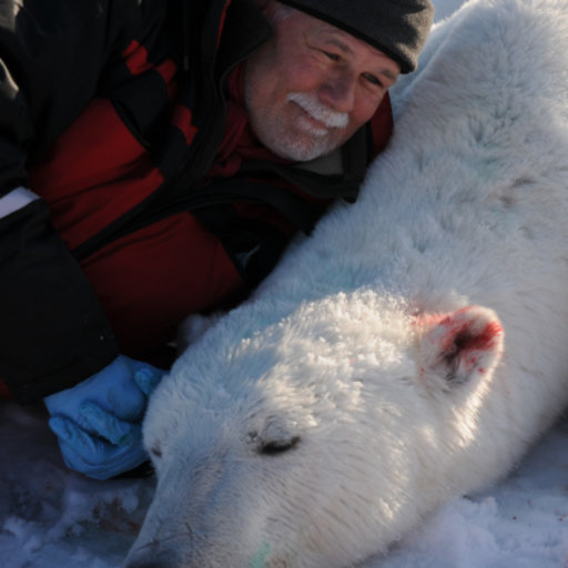 Polar Bear - Or Is It Aqua Bear? — JONAA, Journal of the North Atlantic &  Arctic