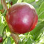 Fuji Apple on G.969 - Cummins Nursery - Fruit Trees, Scions, and Rootstocks  for Apples, Pears, Cherries, Plums, Peaches, and Nectarines.