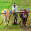 Afifa Jahan at Professor Jayashankar Telangana State Agricultural University