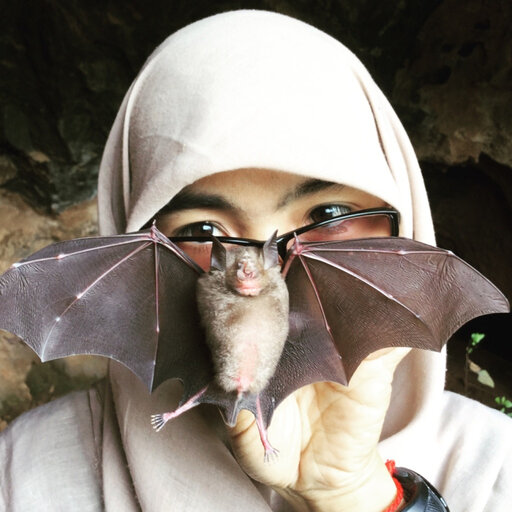 DarkCideS 1.0, a global database for bats in karsts and caves