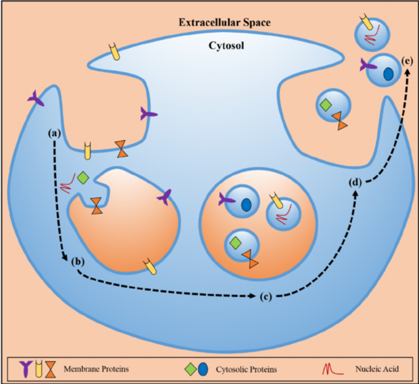 Schematic-representation-of-exosome-biogenesis-and-release-with-depictions-of-membrane.png