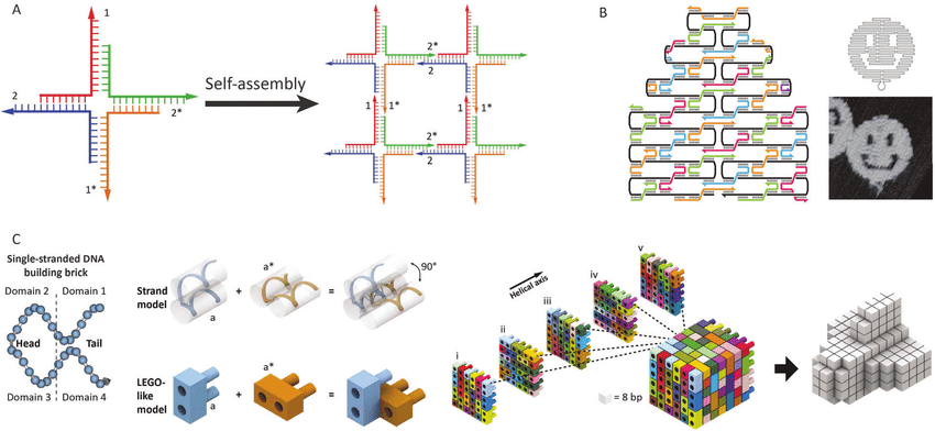 Advances In Structural Dna Nanotechnology A Four Arm