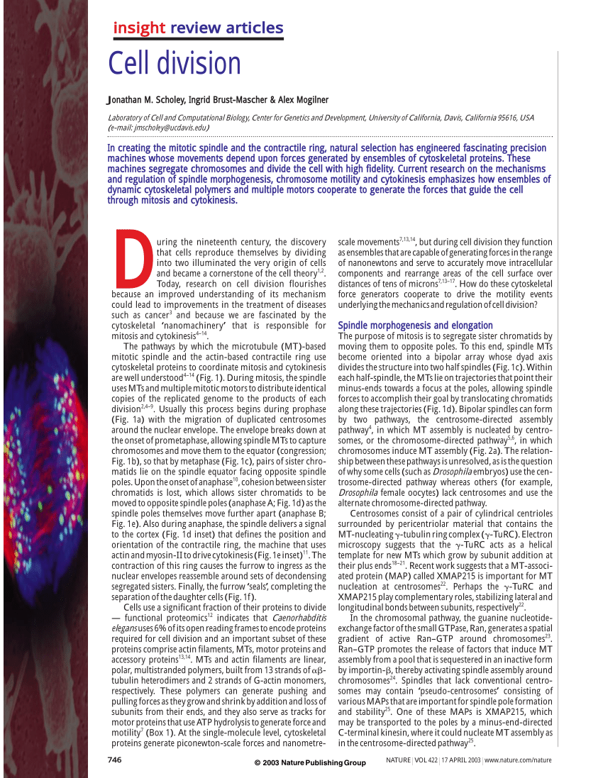 research paper about cell division