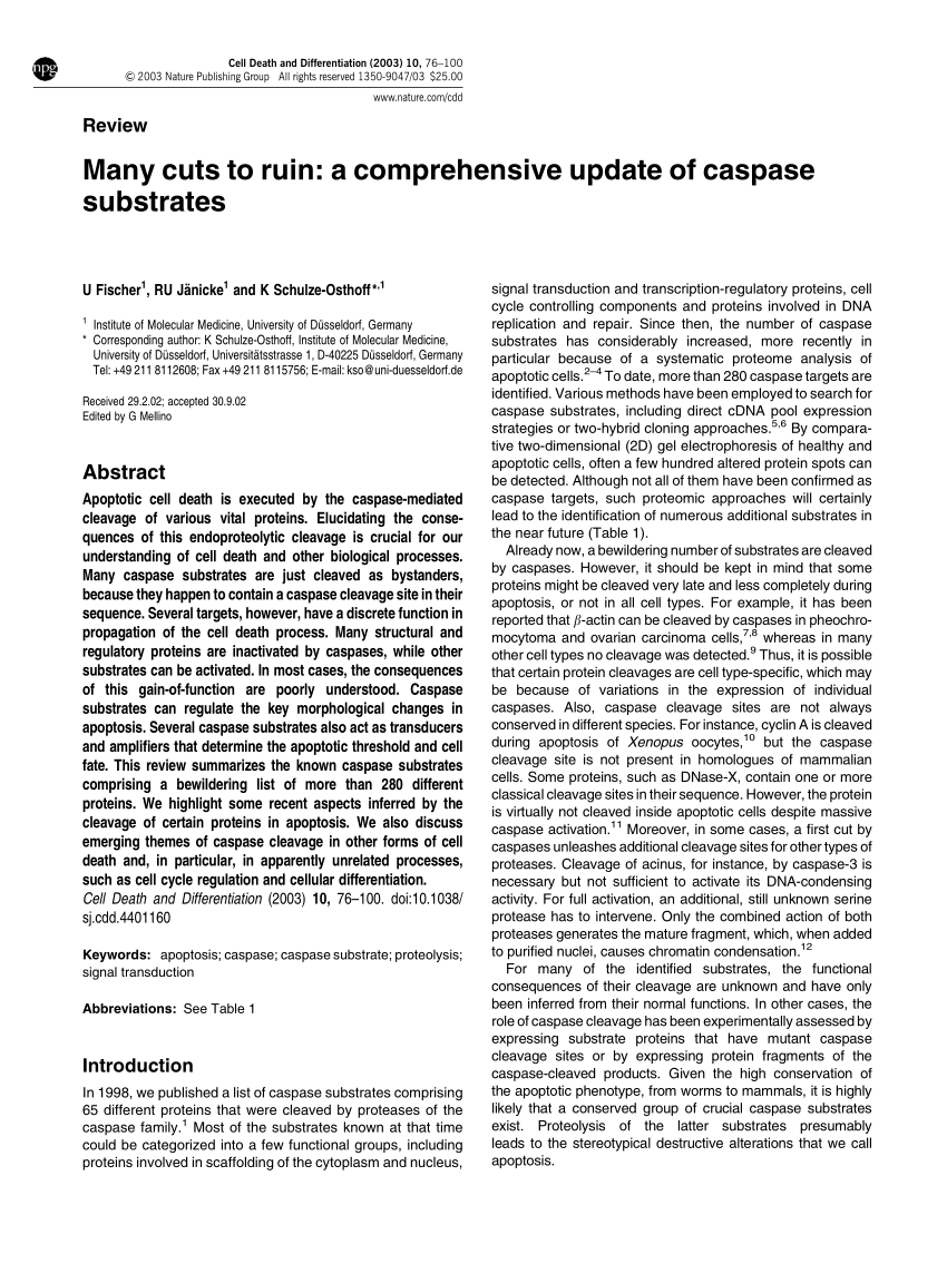 850px x 1135px - PDF) Fischer U, Janicke RU, Schulze-Osthoff KMany cuts to ruin: a  comprehensive update of caspase substrates. Cell Death Differ 10:76-100