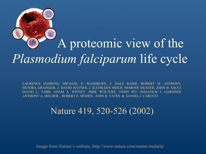 life-cycle-of-plasmodium-vivax