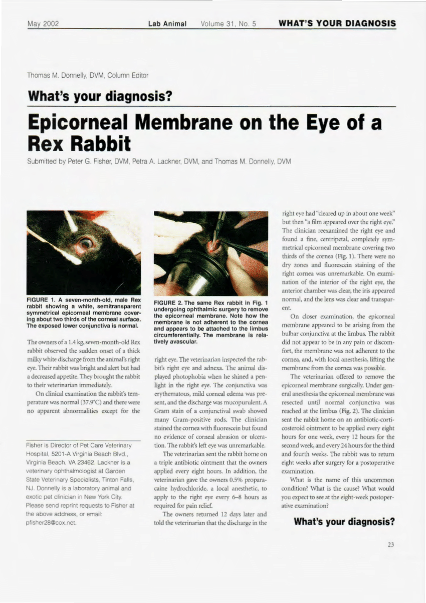 Pdf Epicorneal Membrane On The Eye Of A Rex Rabbit