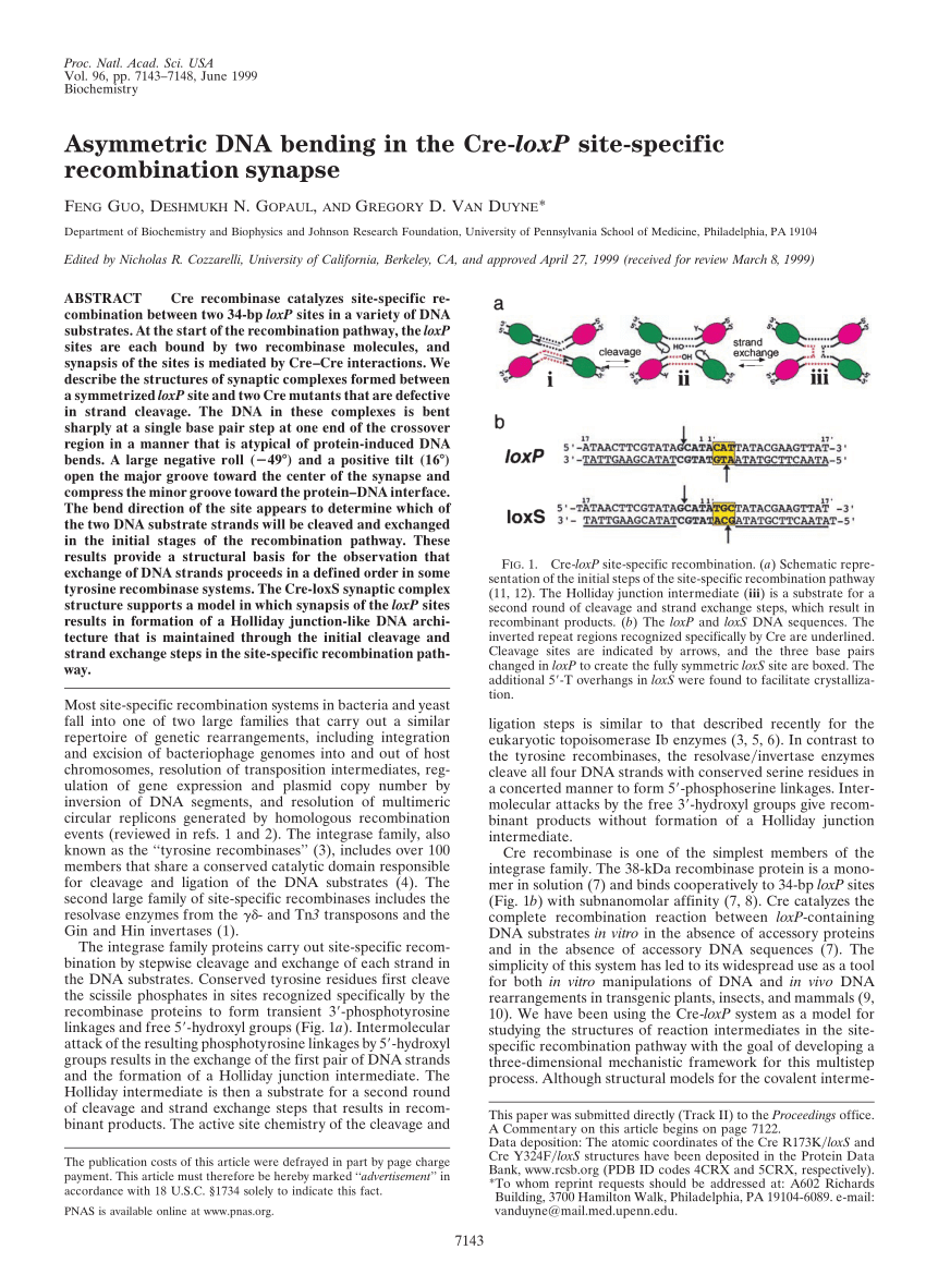 Pdf Asymmetric Dna Bending In The Cre Loxp Site Specific Recombination Synapse