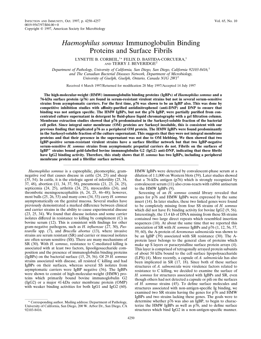 Haemophilus somnus что это