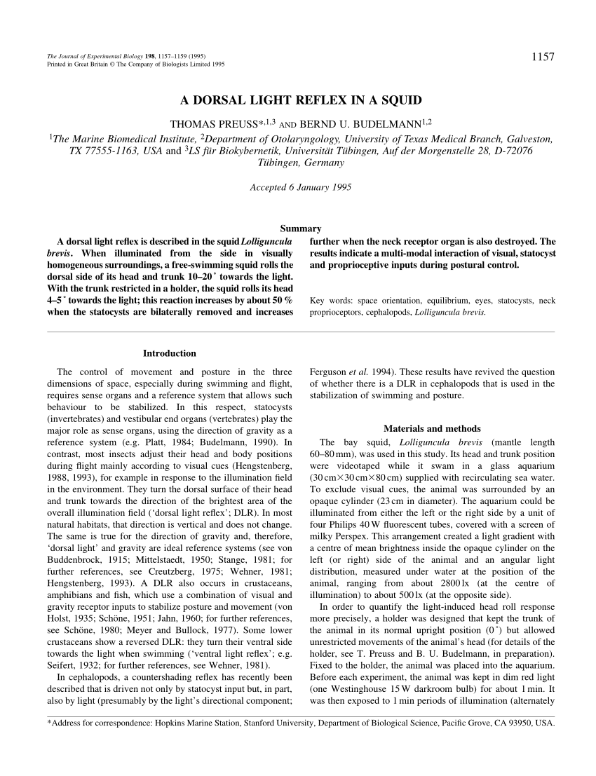 Pdf A Dorsal Light Reflex In A Squid