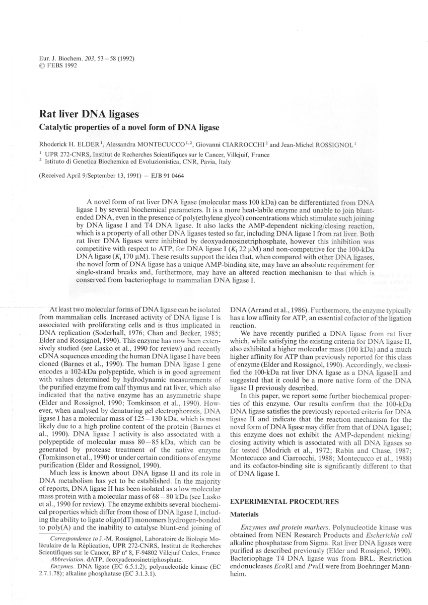 (PDF) Mammalian DNA ligase. Structure and function in rat ...