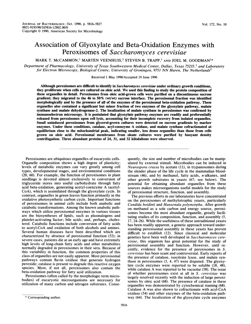 (PDF) Association of glyoxylate and beta-oxidation enzymes with