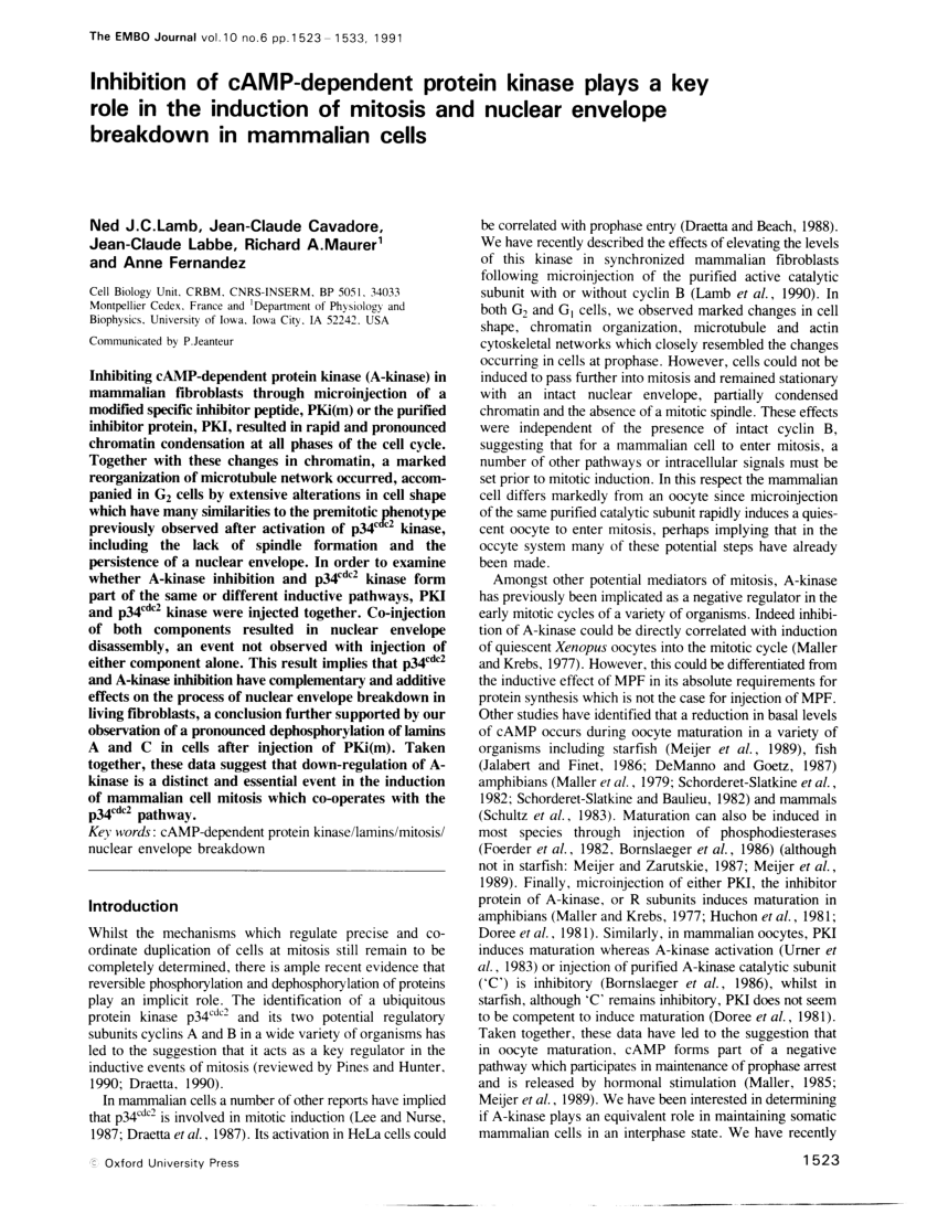 (PDF) Dipeptidyl Peptidase IV Inhibitor MK-0626 Attenuates 