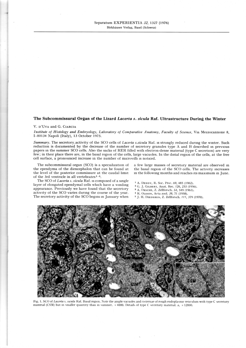 (PDF) The subcommissural organ of the lizard Lacerta s. sicula Raf ...