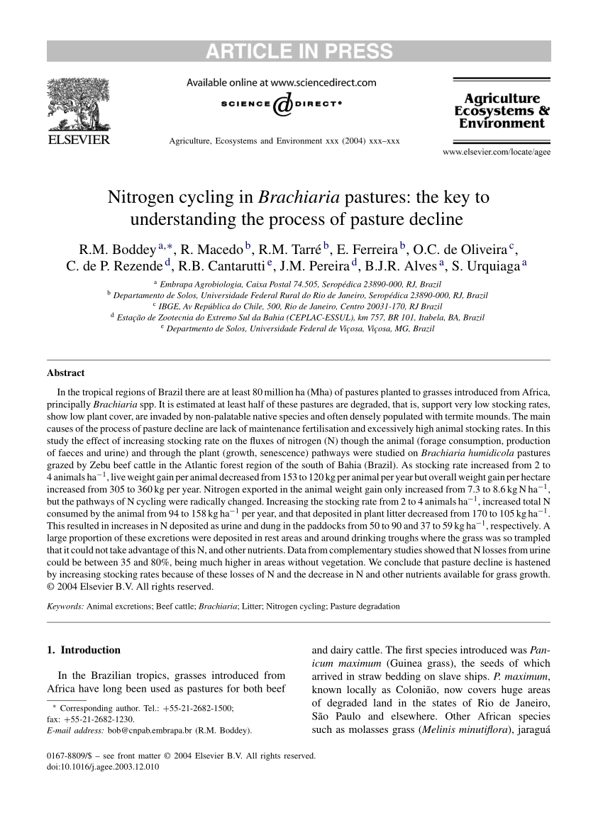 PDF Nitrogen cycling in Brachiaria pastures The key to  