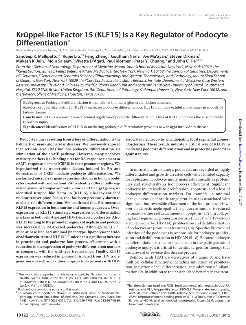 PDF) Kruppel-like Factor 15 (KLF15) Is a Key Regulator of Podocyte ...