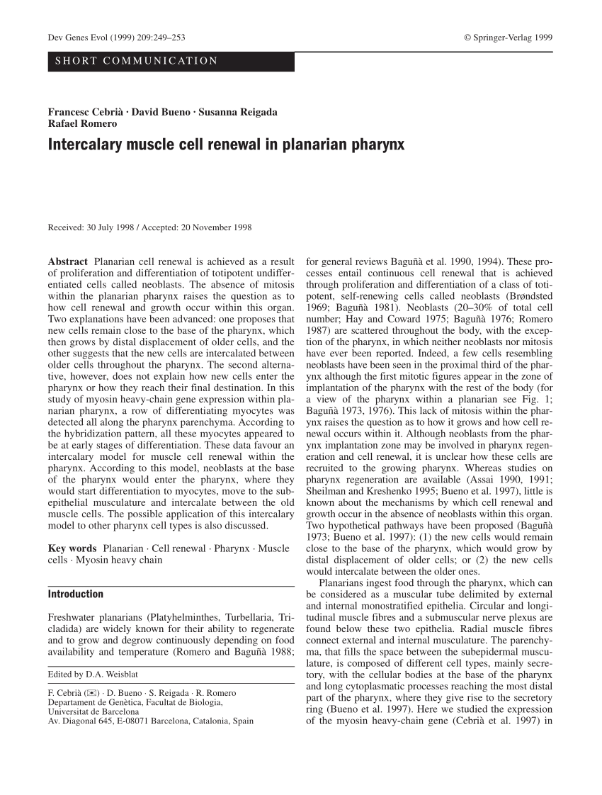 Pdf Intercalary Muscle Cell Renewal In Planarian Pharynx