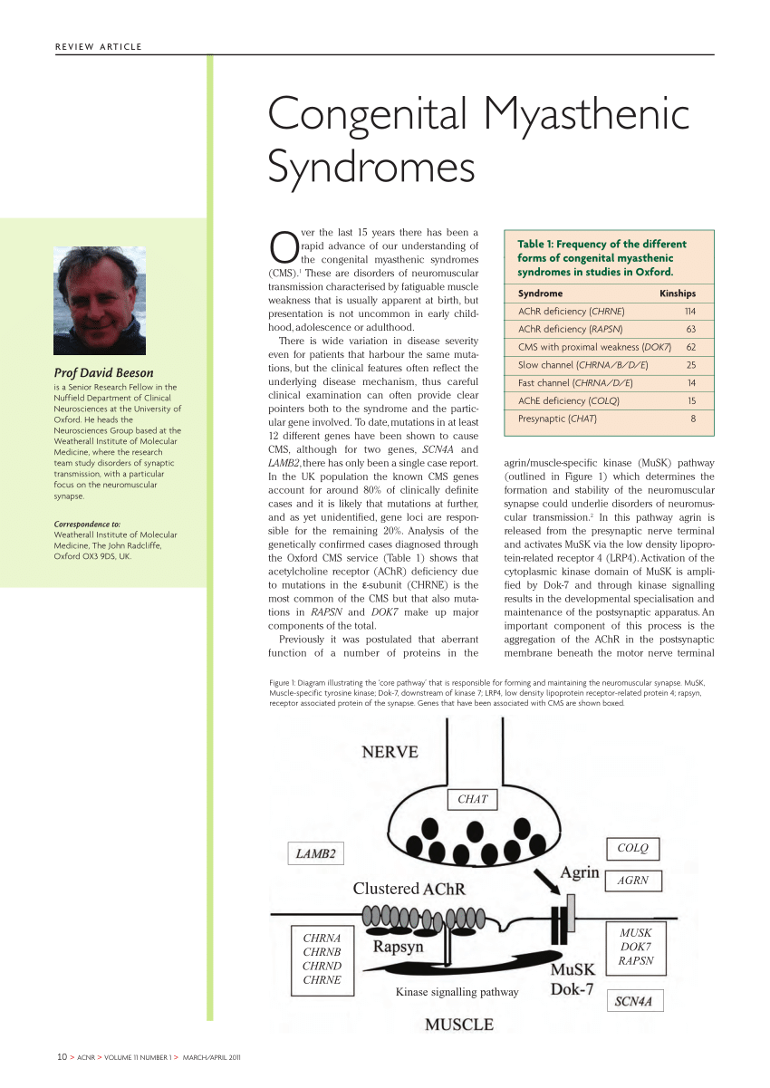 PDF Congenital Myasthenic Syndromes