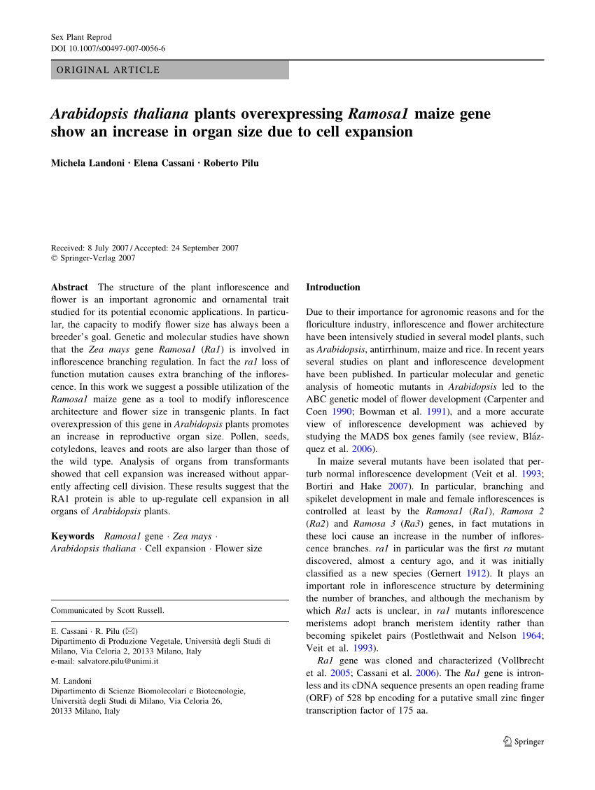 (PDF) Arabidopsis thaliana plants overexpressing Ramosa1 ...