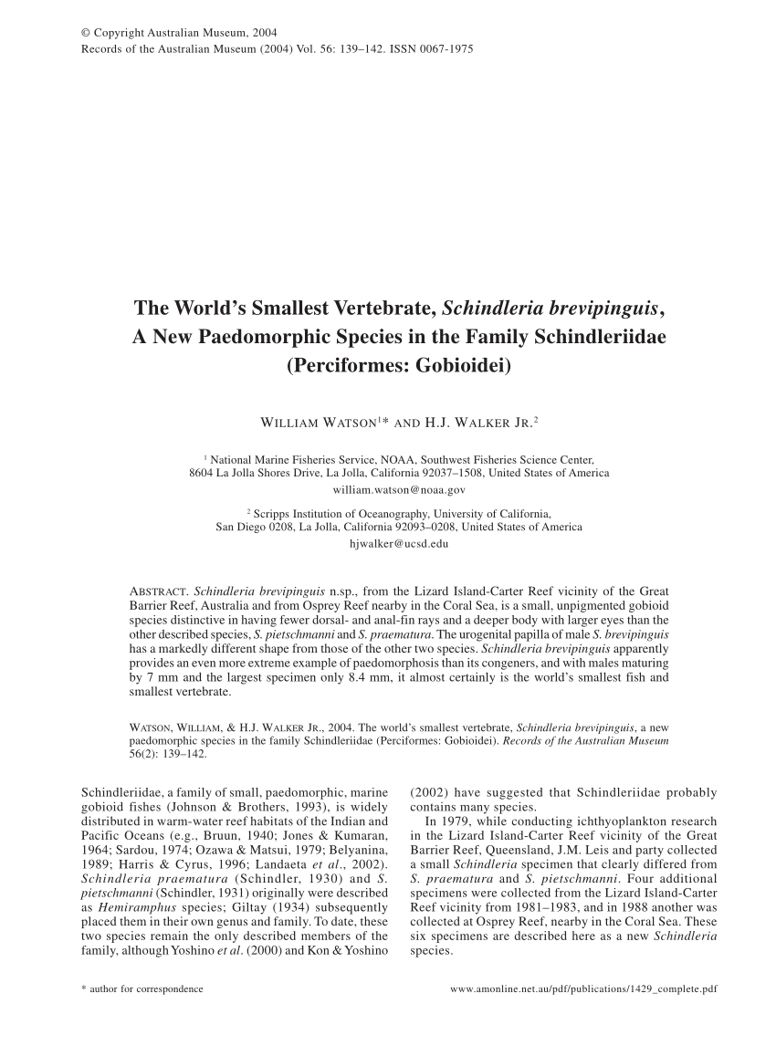 (PDF) The world's smallest Vertebrate, Schindleria brevipinguis, a new