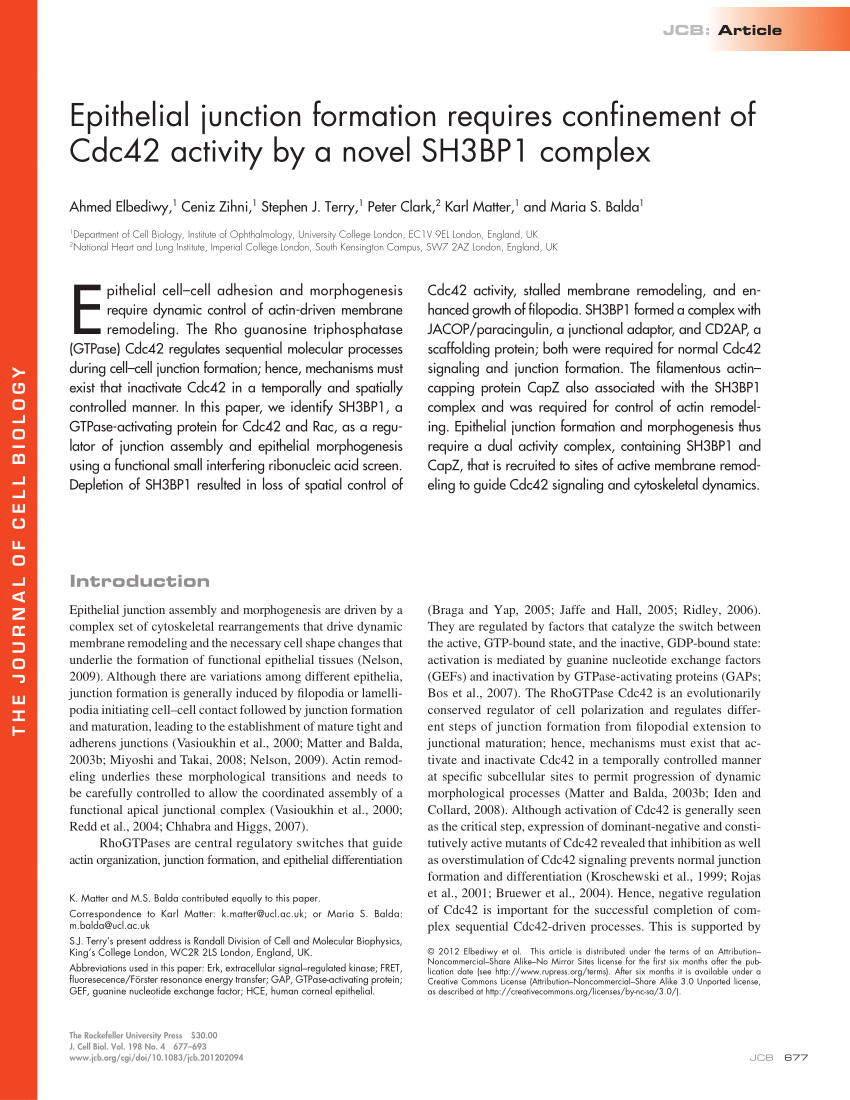 PDF) Epithelial junction formation requires confinement of Cdc42