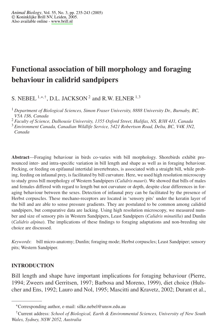 Pdf Functional Association Of Bill Morphology And Foraging Behaviour In Calidrid Sandpipers