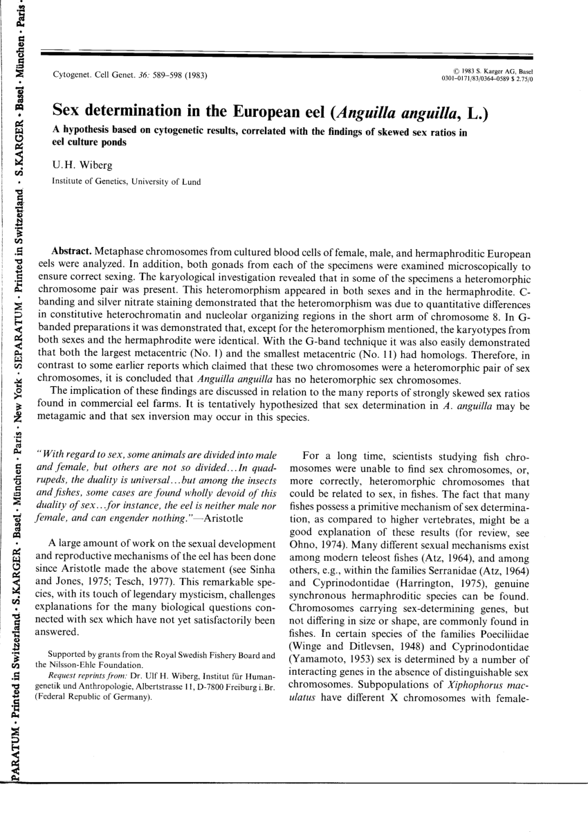 PDF) Sex determination in the European eel (Anguilla anguilla, L.)