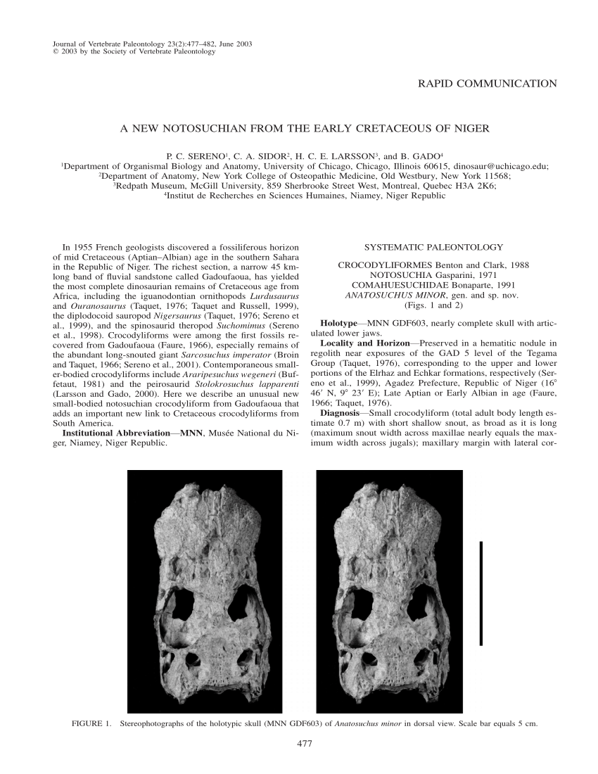 PDF) A new Baurusuchidae (Notosuchia, Crocodyliformes) from the