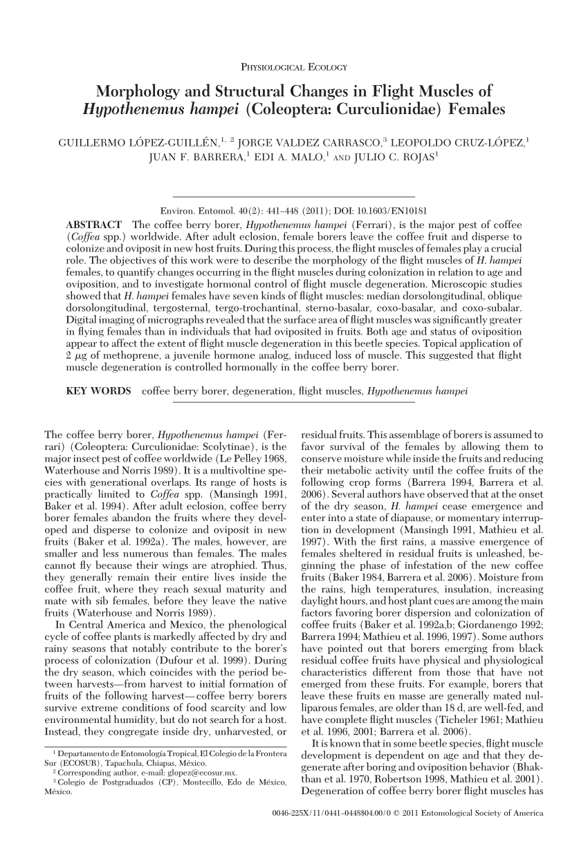 Pdf Morphology And Structural Changes In Flight Muscles Of Hypothenemus Hampei Coleoptera Curculionidae Females