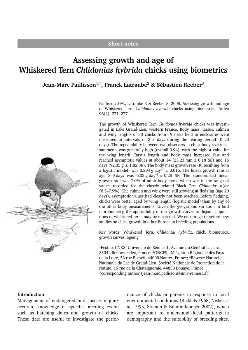 Pdf Assessing Growth And Age Of Whiskered Tern Chlidonias