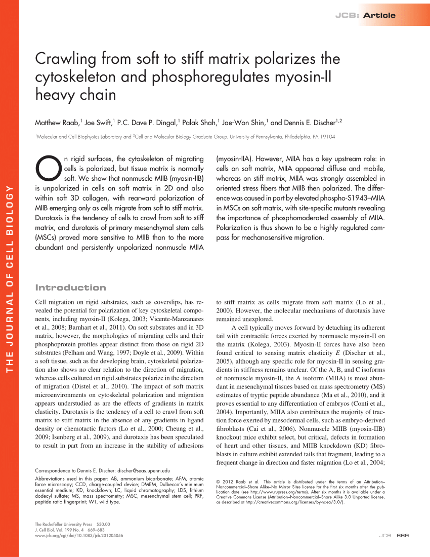 PDF) Crawling from soft to stiff matrix polarizes the cytoskeleton