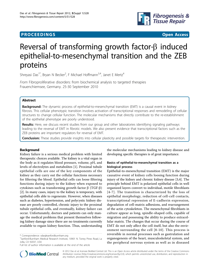 Pdf Reversal Of Transforming Growth Factor Induced Epithelial To Mesenchymal Transition And The Zeb Proteins